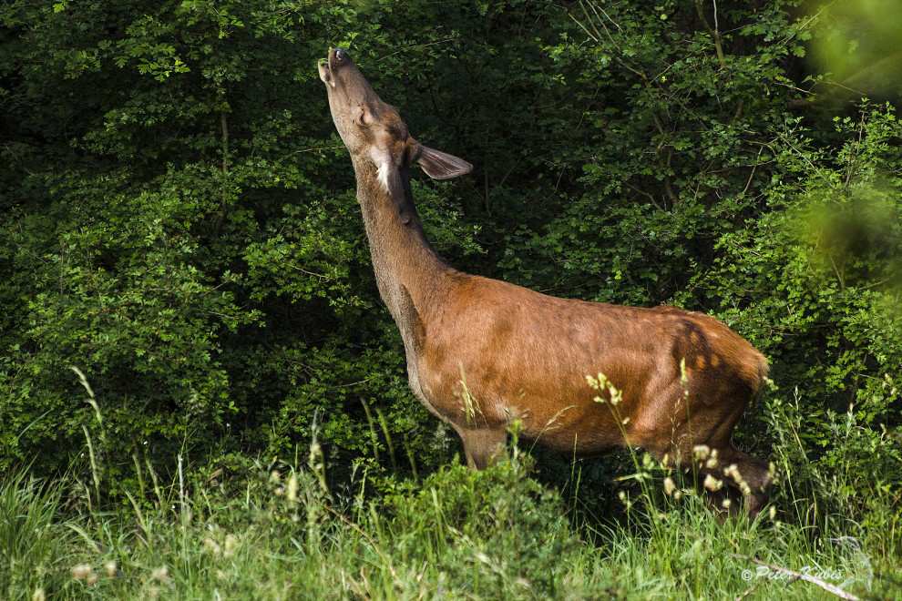 Laň 18