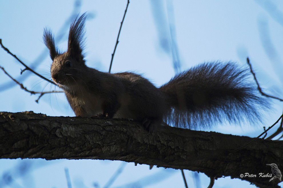 Veverička 3